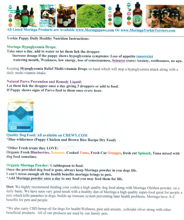 Moringa Yorkies Puppy Daily Health Nutrition Instructions:
