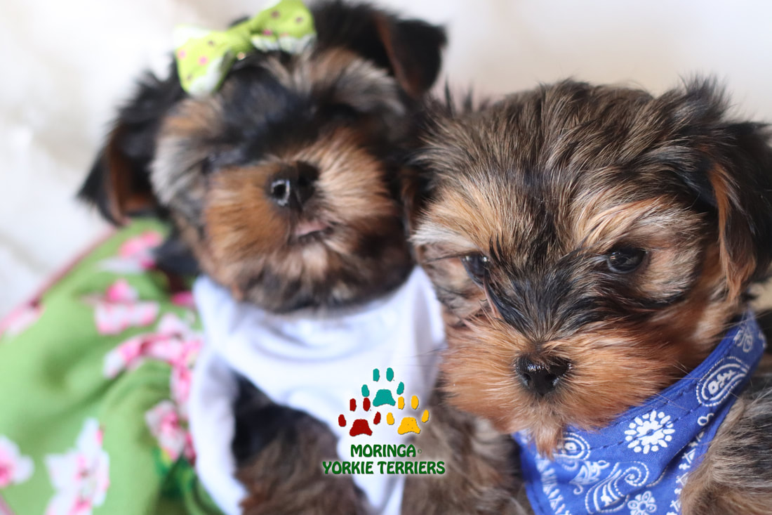 baby face yorkie puppies for sale