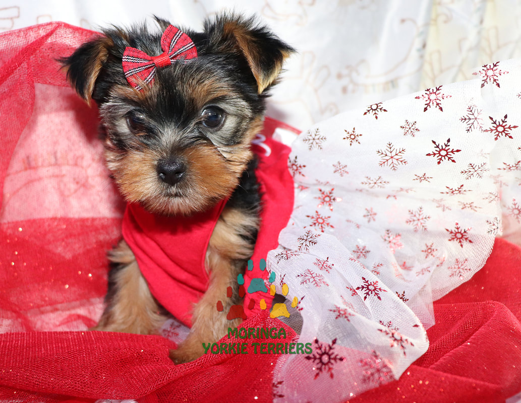 Available Micro Teacup Yorkies Toy Yorkie Puppies Yorkie Terrier Puppies Parti Yorkie Puppies Chocolate Yorkie Puppies Merle Yorkie Puppies Socal Yorkie Teacup Puppies Yorkie Puppies For Sale Quality Tiny Teacup Toy Puppies Yorkies