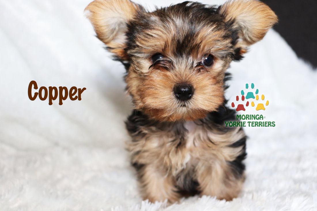toy yorkshire terrier