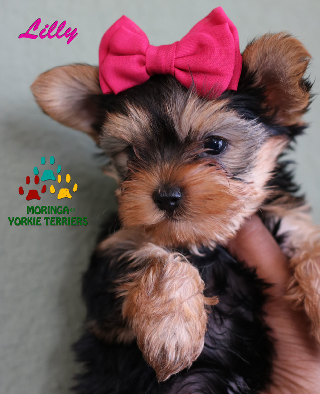 yorkshire terrier puppies for sale near me