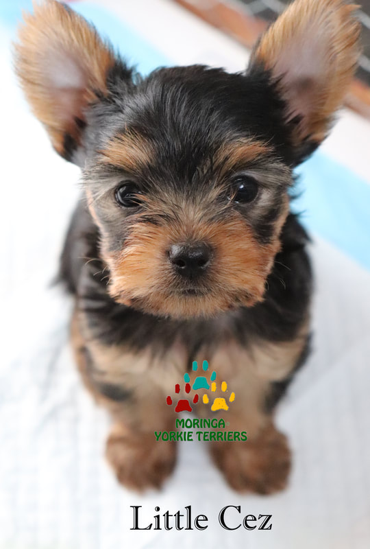 toy yorkshire terrier for sale