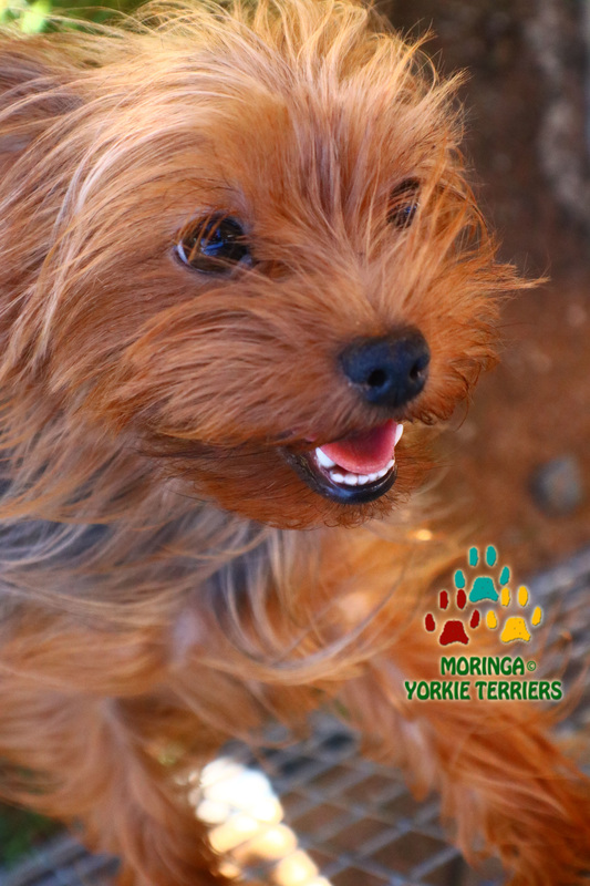 About The Yorkshire Terriers and Their History - YORKIE PUPPIES FOR