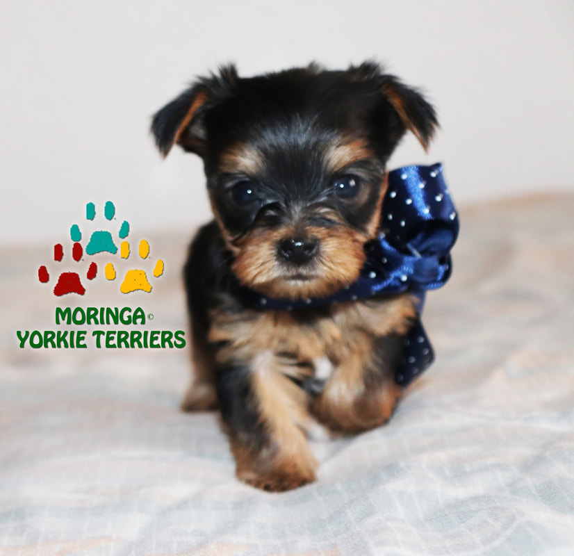 teddy bear yorkie puppies for sale