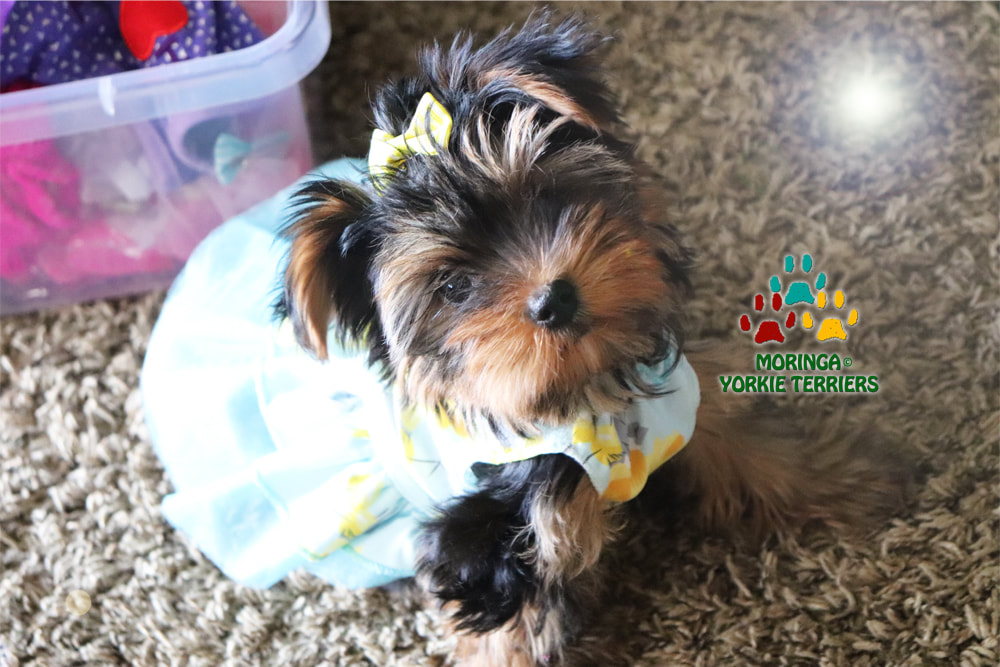 Available Micro Teacup Yorkies* Toy Yorkie Puppies* Yorkie ...