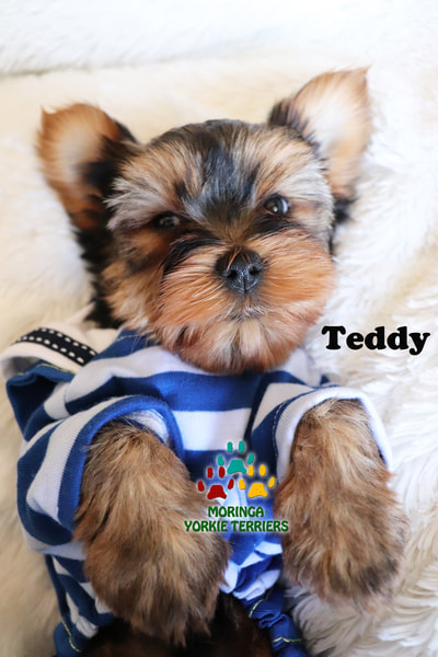 yorkshire terrier puppies for adoption near me