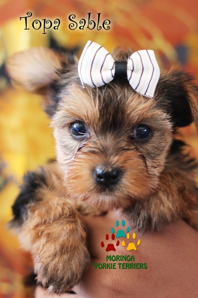 27 Best Photos Yorkie Puppies For Sale In Va : Parti Yorkie puppies for Sale in Francisville, Kentucky ...